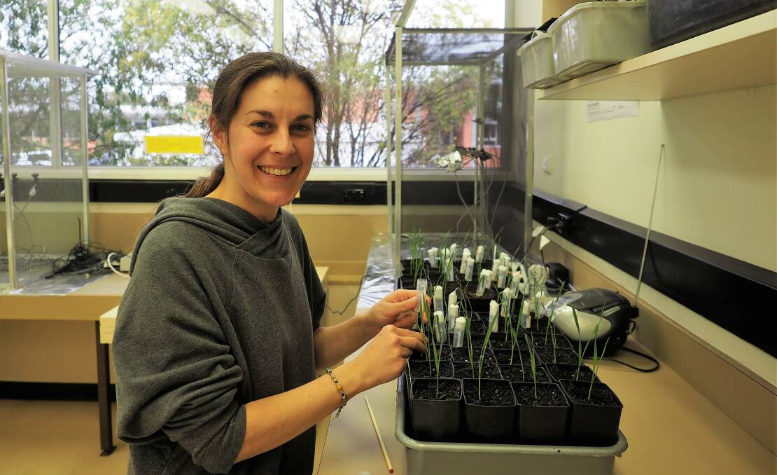 STUDY: Spanish PhD student Ana Moreno sets up an experiment that will assess the behaviour of aphids and the impact they have on wheat plants. Picture: CONTRIBUTED