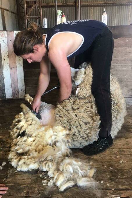 Dustin Cross shearing a sheep.