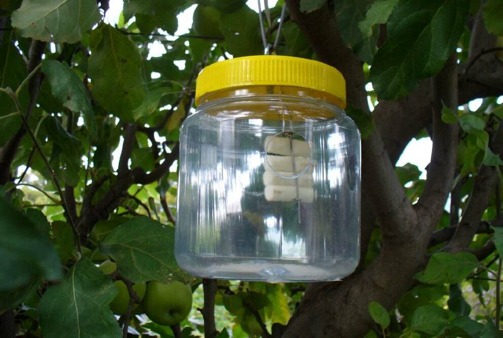 Fruit fly trap.