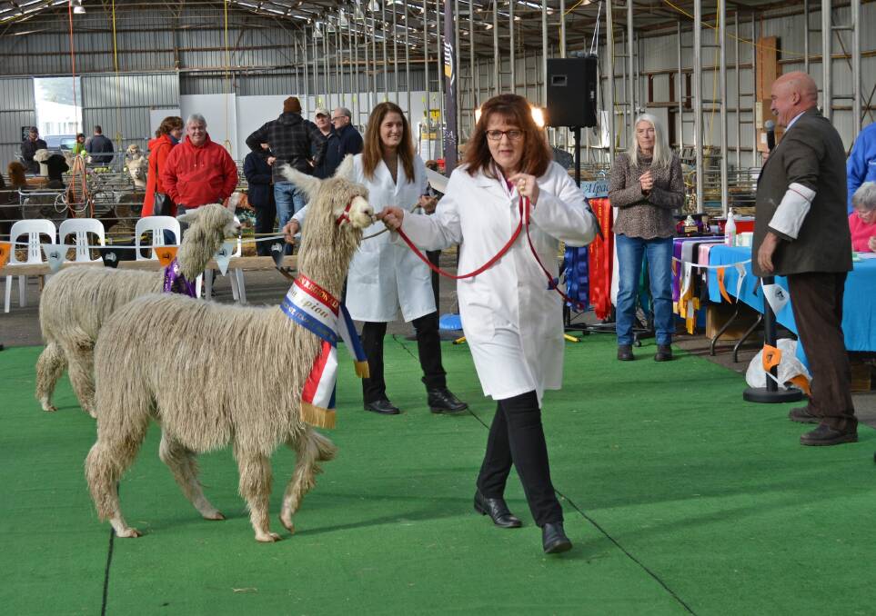 ALPACAFEST: Alpaca farmers from all around the country will have their animals judged at next weekend's event. Picture: CONTRIBUTED 