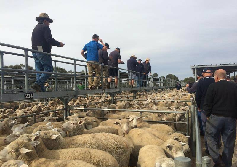Horsham Regional Livestock Exchange has started using mandatory electronic ear tag scanners to keep track of sheep and lambs. Picture: CONTRIBUTED