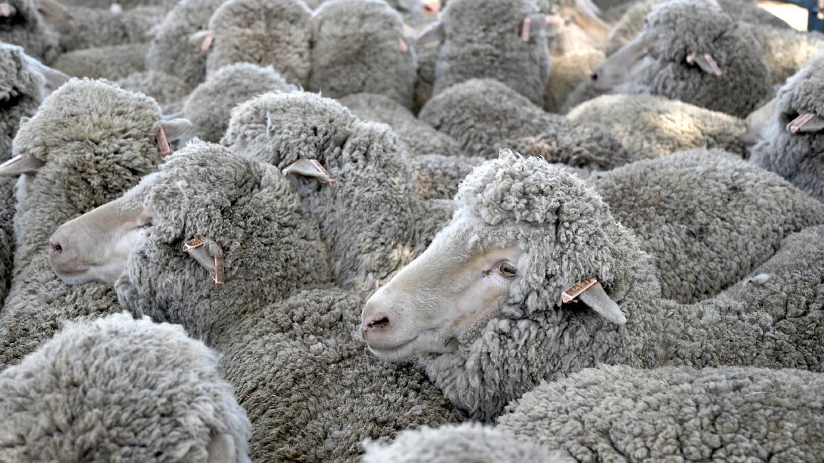 Victorian Farmers Federation advocates for 1.5 per cent wool levy
