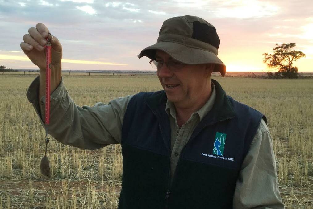 REMAIN AWARE: CSIRO research officer Steve Henry is encouraging Wimmera and Southern Mallee farmers to monitor mice on their properties. Picture: CONTRIBUTED