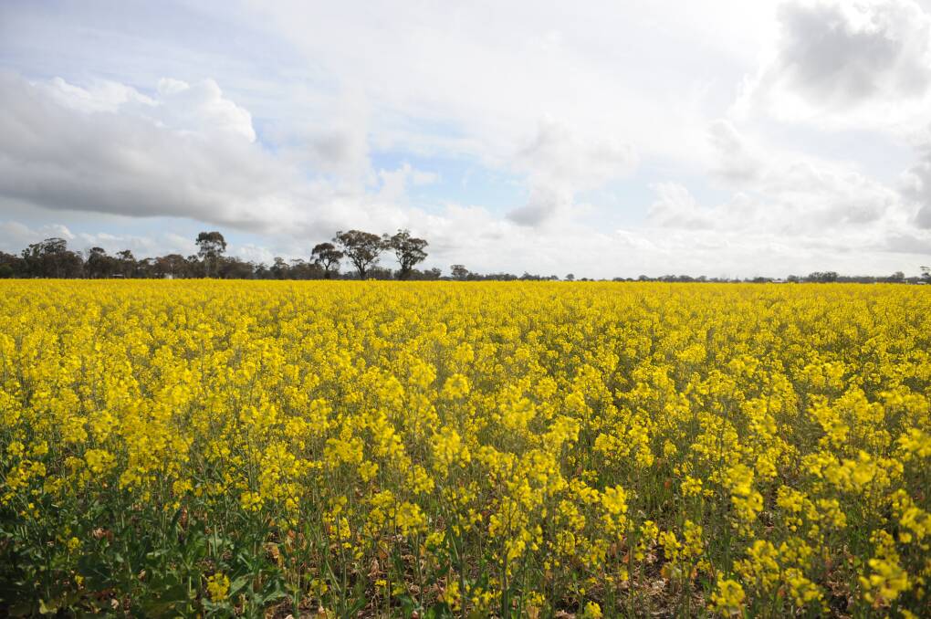 Positive agriculture outlook for Wimmera following tough year