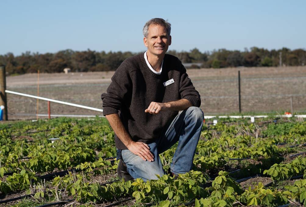 RESEARCH: Agriculture Victoria scientist James Nuttall is running a program looking at the viability of alternative legume crops. Picture: CONTRIBUTED