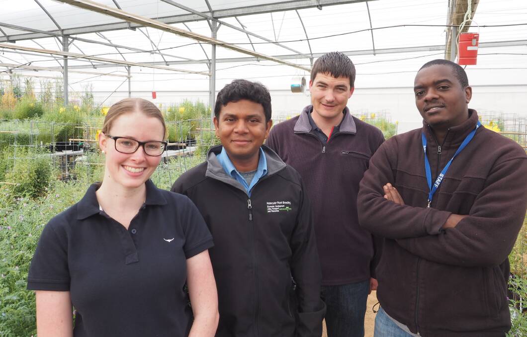 NEW FACES: Scientists Abby Griffin, Arun Shunmugam, Josh Fanning and Solomon Maina recently joined the team at Horsham’s Grains Innovation Park. Picture: CONTRIBUTED 