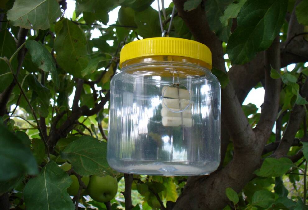 Queensland Fruit Fly trap. Picture: AGRICULTURE VICTORIA