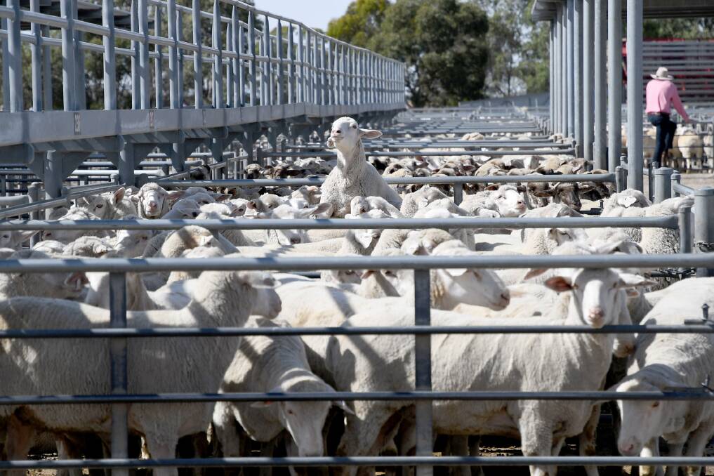 SUCCESS: Blair Farms of Kalkee broke the Horsham Regional Livestock Exchange lamb price record last Wednesday. Picture: SAMANTHA CAMARRI