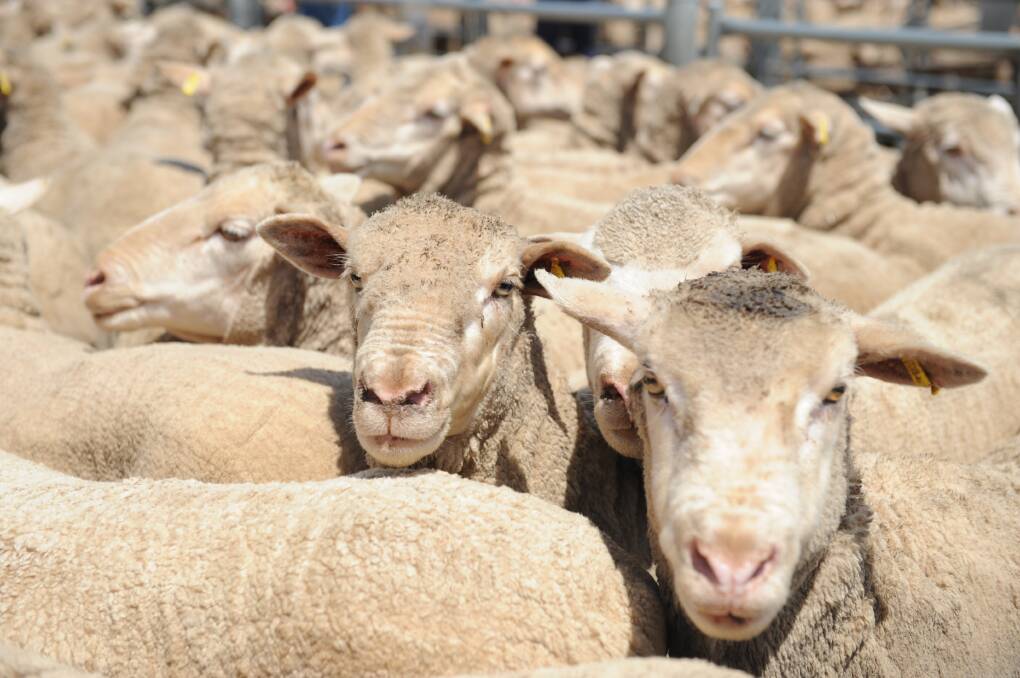 The Wimmera’s sheep and wool production remains stable despite difficult conditions