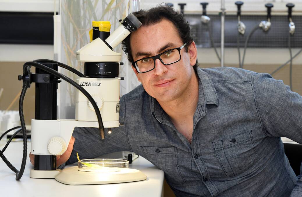 WORLD-CLASS RESEARCH: Agriculture Victoria research scientist and entomologist Dr Piotr Trebicki has worked at the Grains Innovation Park since 2009 after moving from Poland. Picture: SAMANTHA CAMARRI