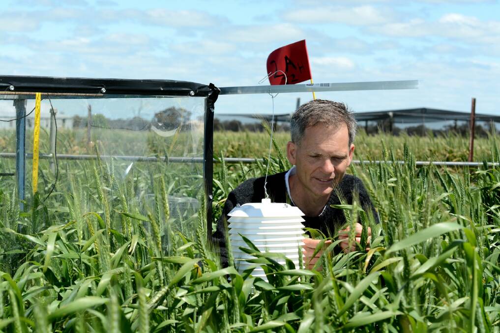 FROST TRIALS: Horsham-based Agriculture Victoria senior regional research agronomist Dr James Nuttall is conducting numerous frost trials in the Wimmera. Picture: CONTRIBUTED