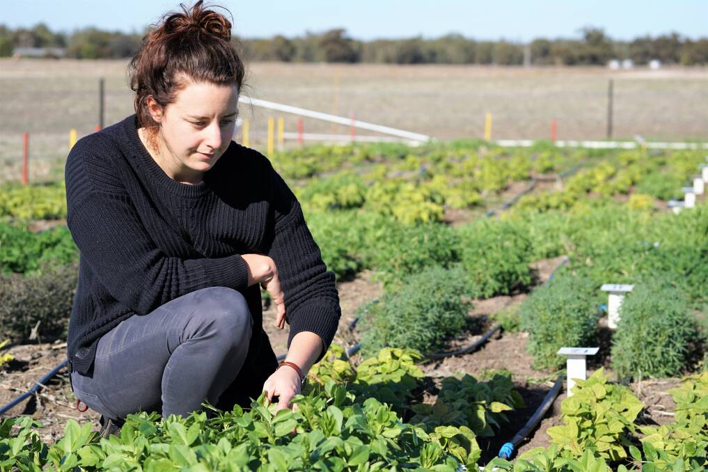 NEW: Agriculture Victoria research agronomist Audrey Delahunty in a paddock at Horsham's Grain Innovation Park. Picture: CONTRIBUTED