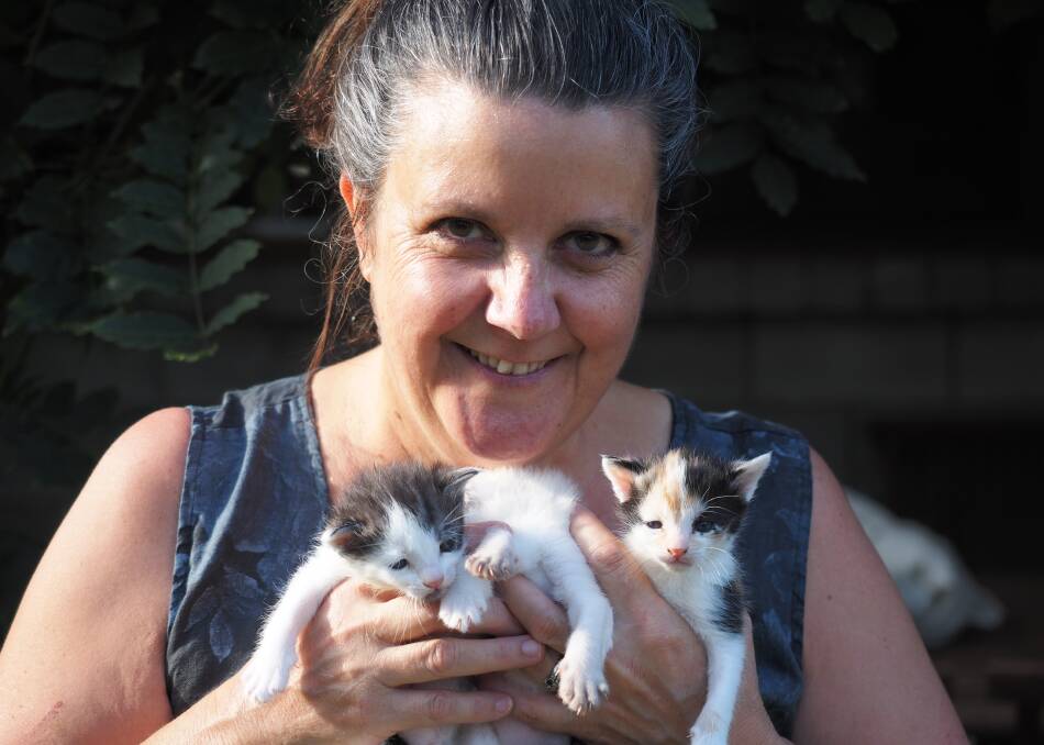 ADOPTION OPTIONS: Horsham PAWS president Penny Stemp with some kittens born on Boxing Day from a pregnant cat that was surrendered. Picture: CONTRIBUTED