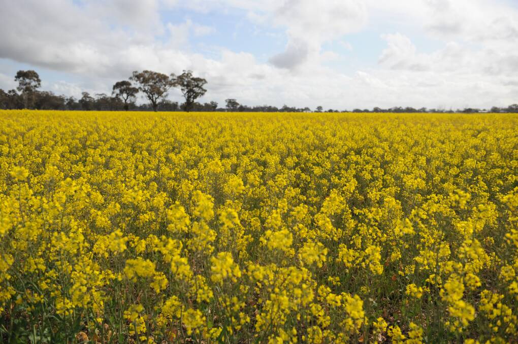 Farmers across the Wimmera are deciding to cut canola for hay. Picture: JADE BATE