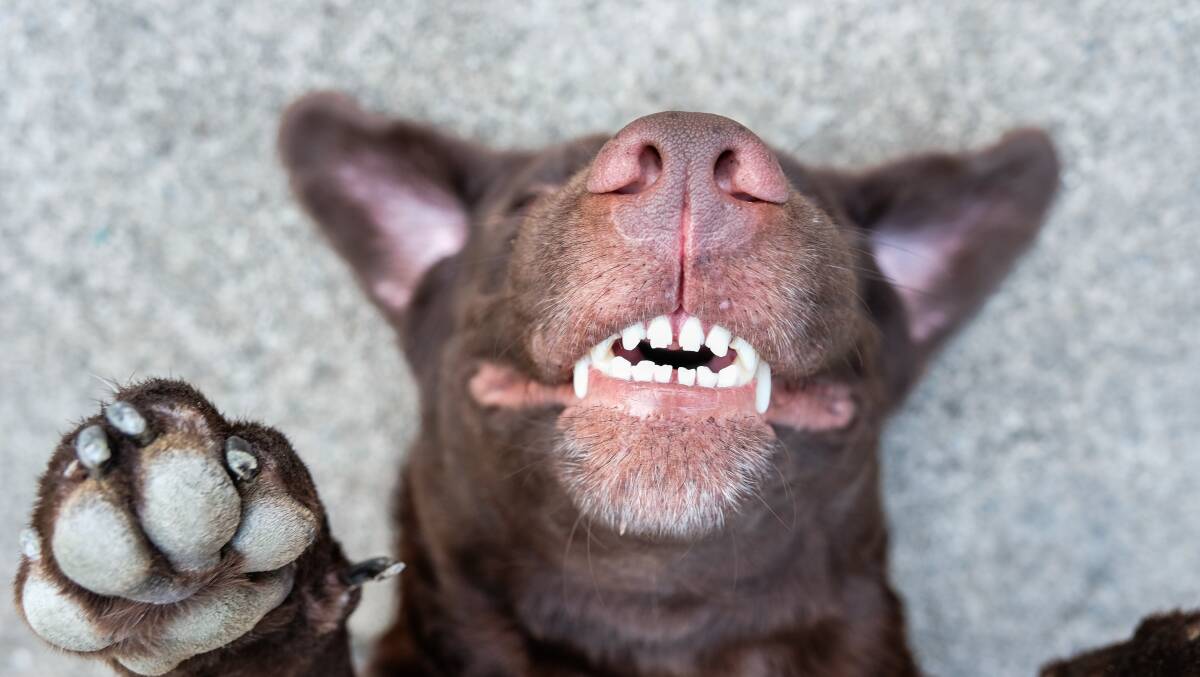 SMILE: Preventative dental care is just as important for our pets. Picture: Shutterstock.