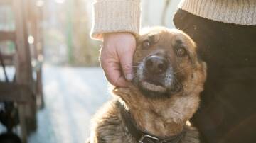 Voting is open for the Pet Insurance Australia Companion Animal Rescue Awards, which recognise the critical work of animal shelters, council pounds, foster carers, grass-roots animal rescue organisations and pet adopters. Picture: Shutterstock.