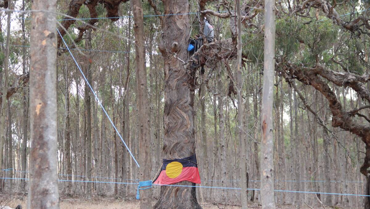 Tree sits set up at the proposed Western Highway construction site. Picture: LACHLAN WILLIAMS.