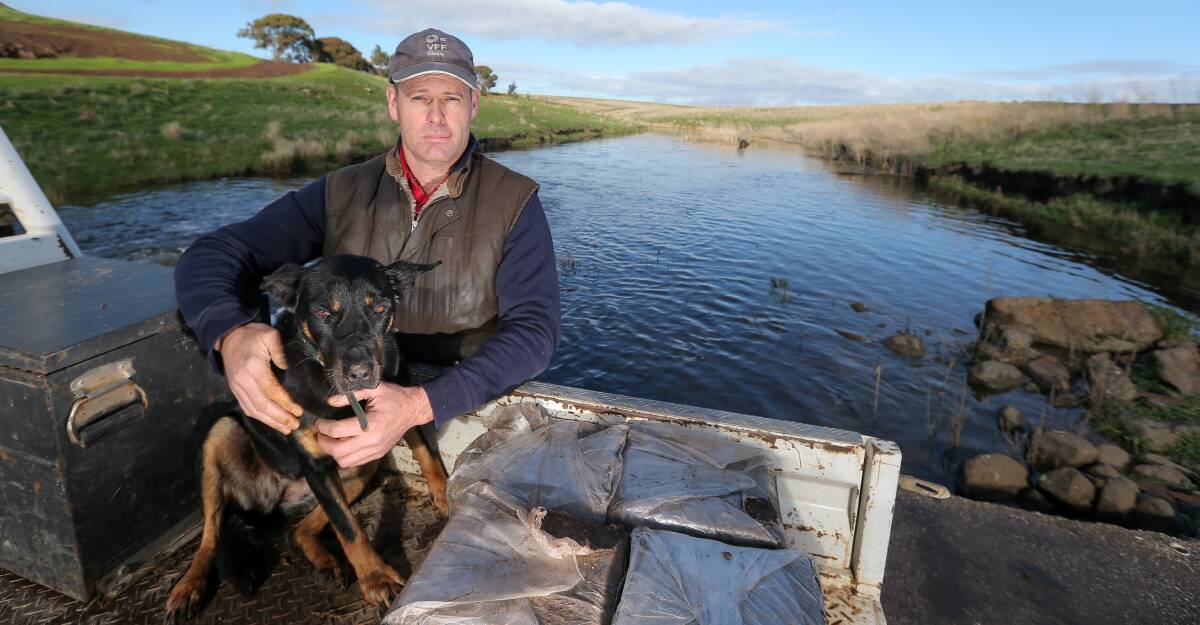 RATE PAIN: Anthony Mulcahy, on a causeway with his Kelpie Buster, pays different council rates on each side of the Mt Emu Creek, which divides his Pura Pura property. Photo: Rob Gunstone.