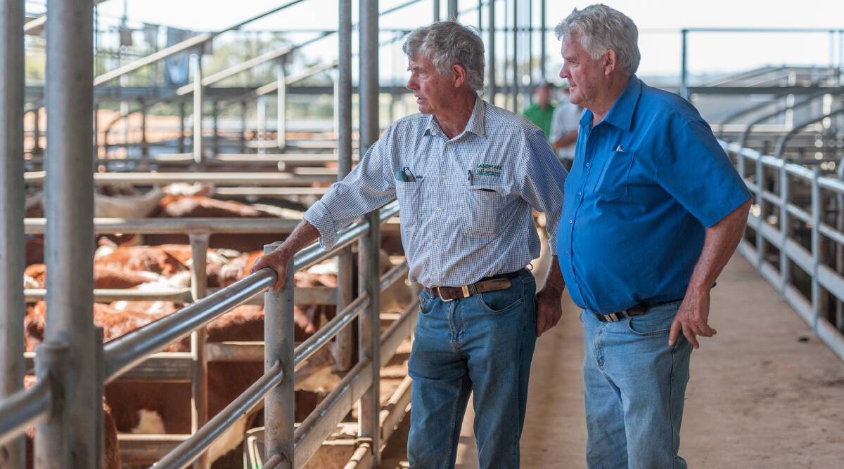 GOOD FORM: Calves are likely to be presented in impressive form at the western district's annual weaner sales series. Photo by Laura Ferguson.