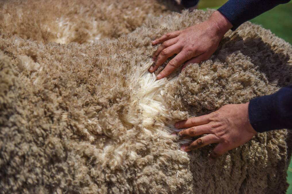TIGHT SUPPLY: Wool prices are reflecting the tight supply at the moment. This is despite last week's offering being the largest since April. Photo by Laura Ferguson.