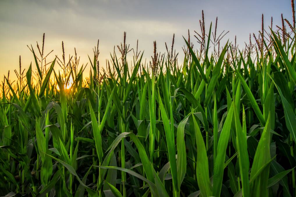 FORECAST: The arrival of warmer weather has limited the likelihood of price hikes in the US corn and wheat markets. However uncertainty around production still prevails and with it, potential volatility.