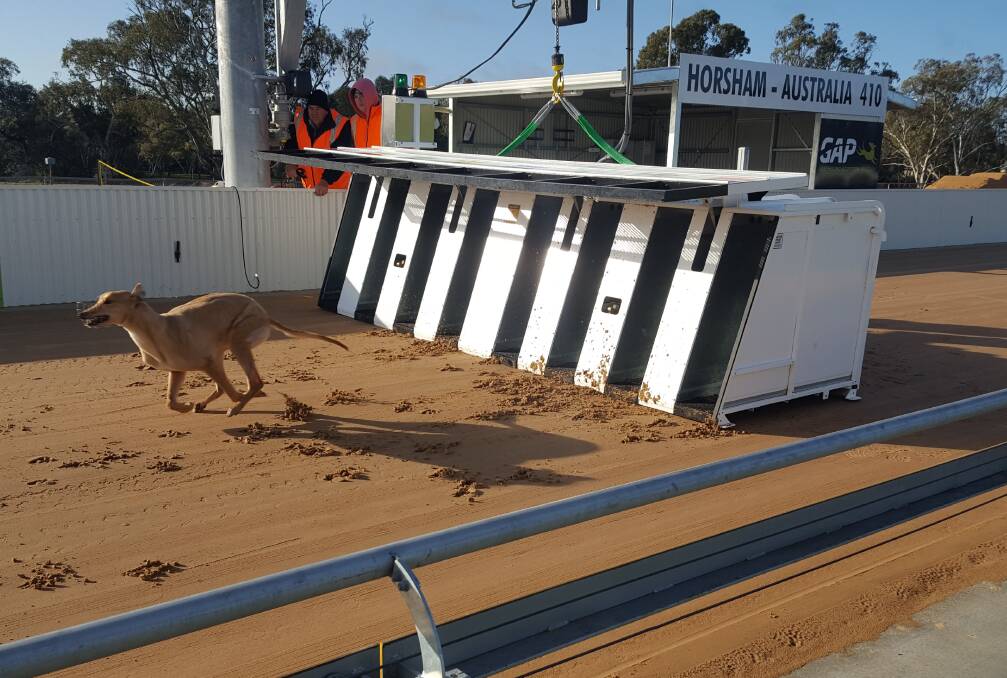 KNOWLEDGE: Punters should know that prior experience on Horsham's track seems to be giving some greyhounds a clear advantage. One example was Peter Crawley, who trained a race to race double on Tuesday.