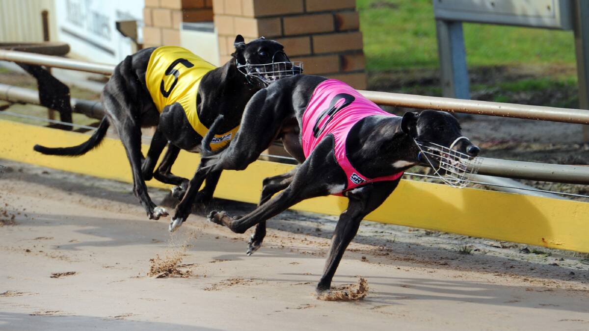 SAFETY DEBATE: Greyhounds in full fight at Horsham. 