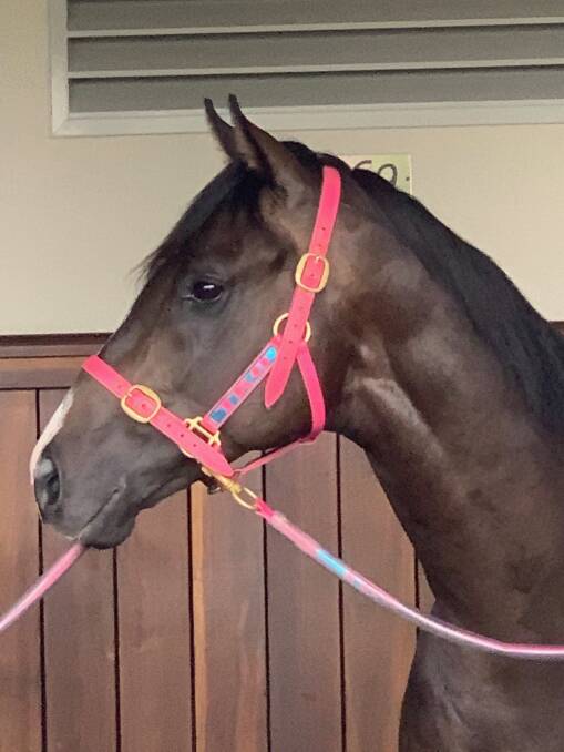 Lunar Fox in the tie ups at Flemington. Picture: CONTRIBUTED