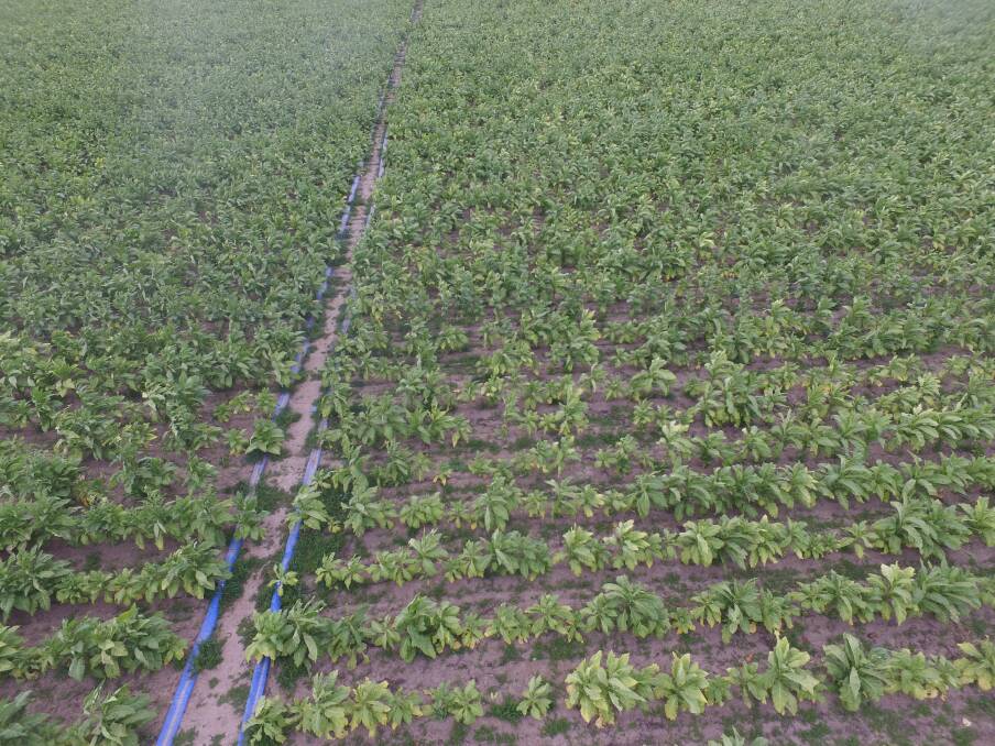 The illegal tobacco crop near Lake Bolac. Picture: ATO