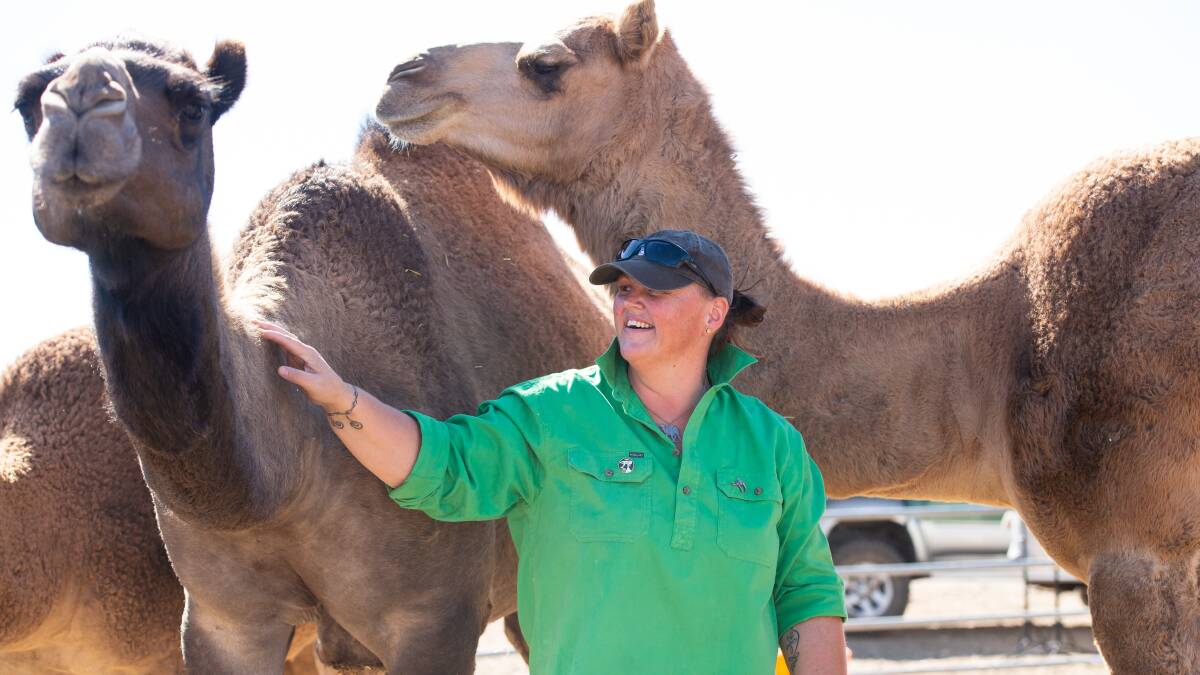 HUMP DAY: Owner Sally Millard with some of the camels from Father Bob's Lourdes Camel Sanctuary which were let loose on Saturday night. Picture: Adam Trafford