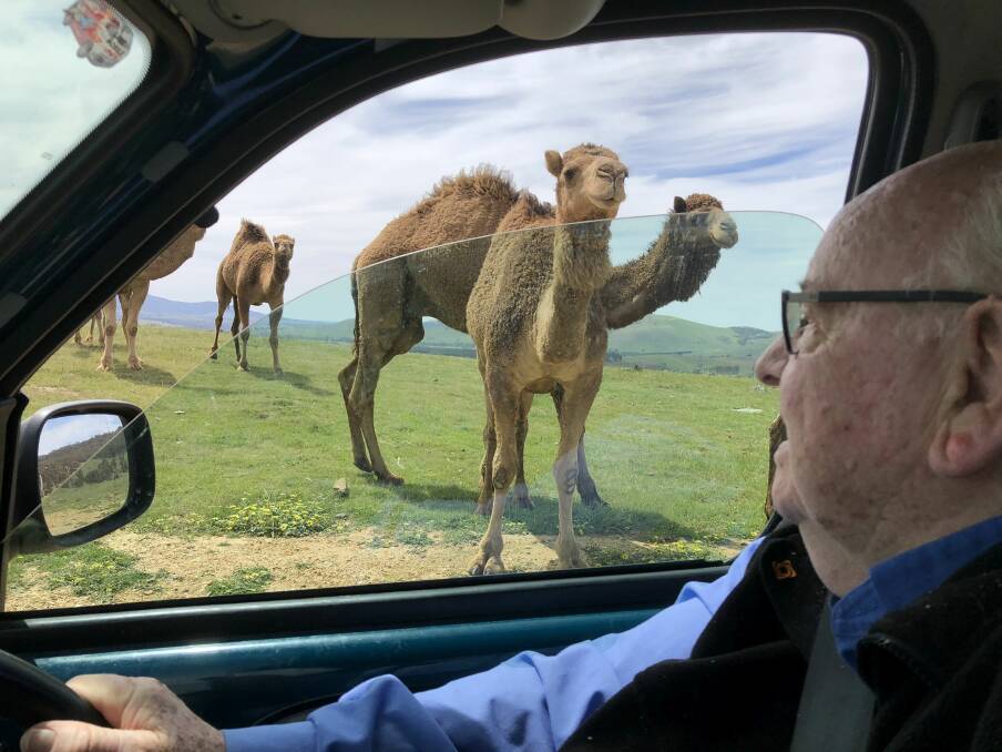 CURIOUS: Fr Bob Maguire meets the camels at the sanctuary who he hopes will help underprivileged people relax and reconnect with nature. Picture: Sally Millard