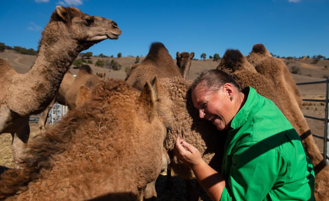 THERAPY: Sally Millard with the camels on the 220 acre property at Mount Lonarch that is to be known as Father Bob's Lourdes Camel Sanctuary and offer a break from city life for the underprivileged. Pictures: Adam Trafford