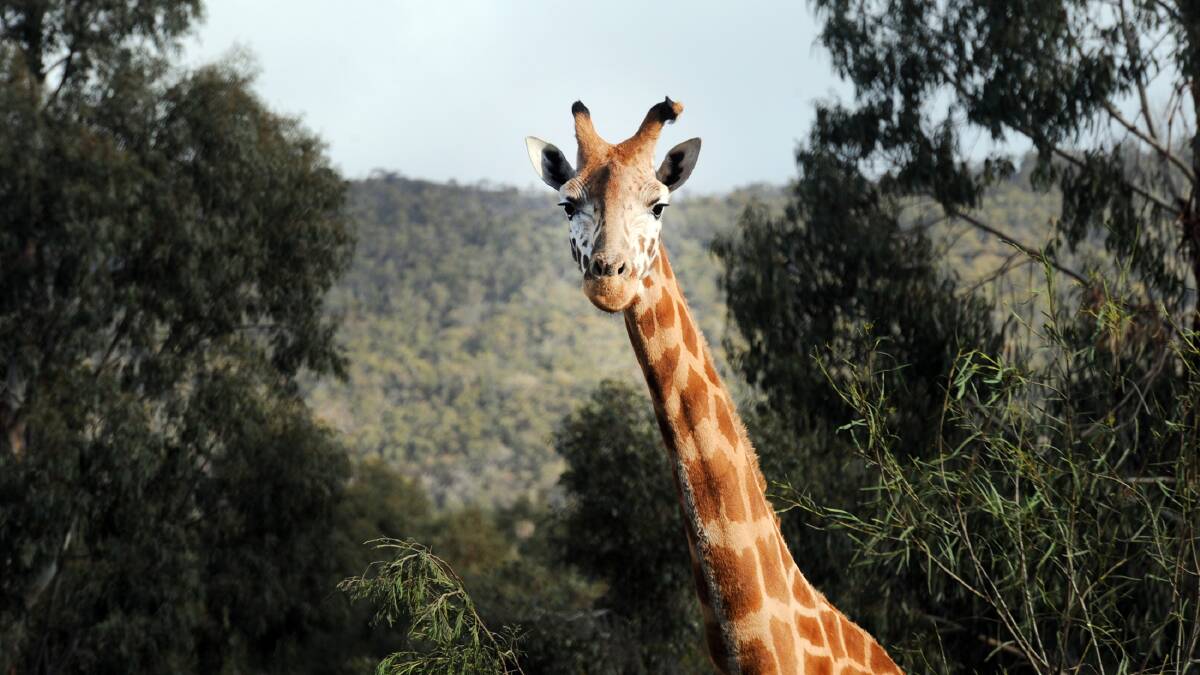 FRIENDLY: A giraffe towers above the popular Halls Gap Zoo - one of the many attractions to explore in the Wimmera. 