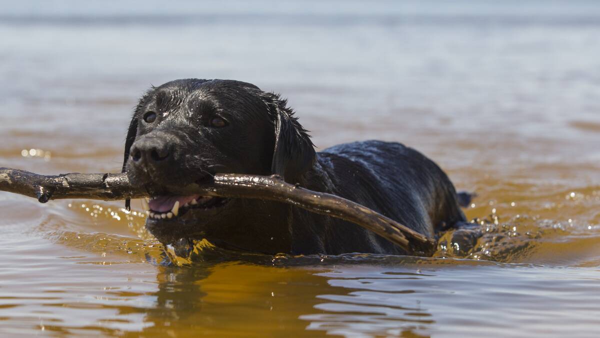 IT'S A DOG'S LIFE: Aisha had fun keeping cool and retrieving sticks at Lake Lonsdale during a hot day across the region. Picture: PETER PICKERING