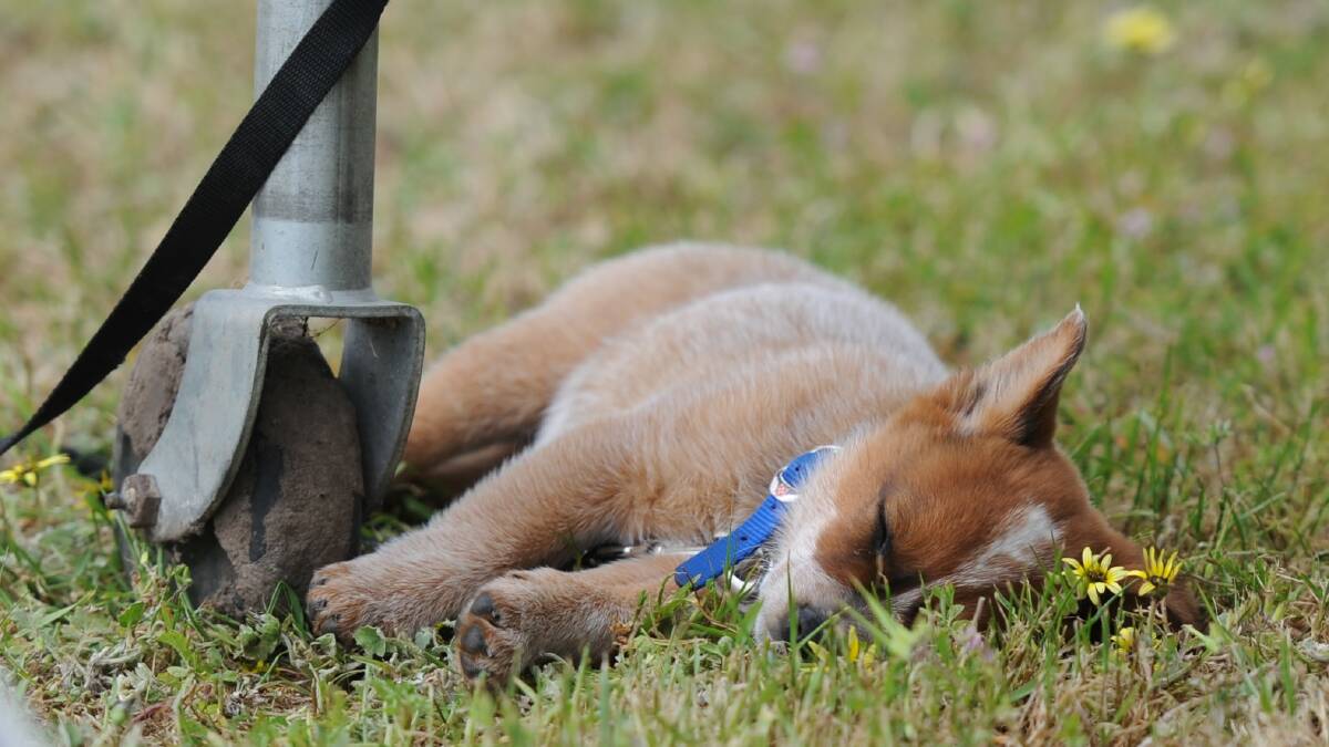 ALL TUCKERED OUT: Watching the action got tiring for some at the Horsham Horse Show this week. Picture: MATT CURRILL