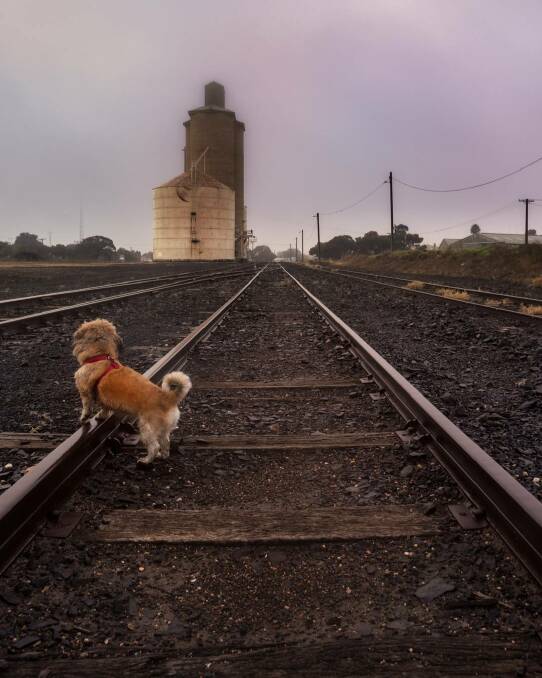 "(Heavy fog) had barely lifted for my morning run with Miss Jazz along the railway tracks in Jeparit," wrote @deborahhunterphotography using #WakeUpWimmera.