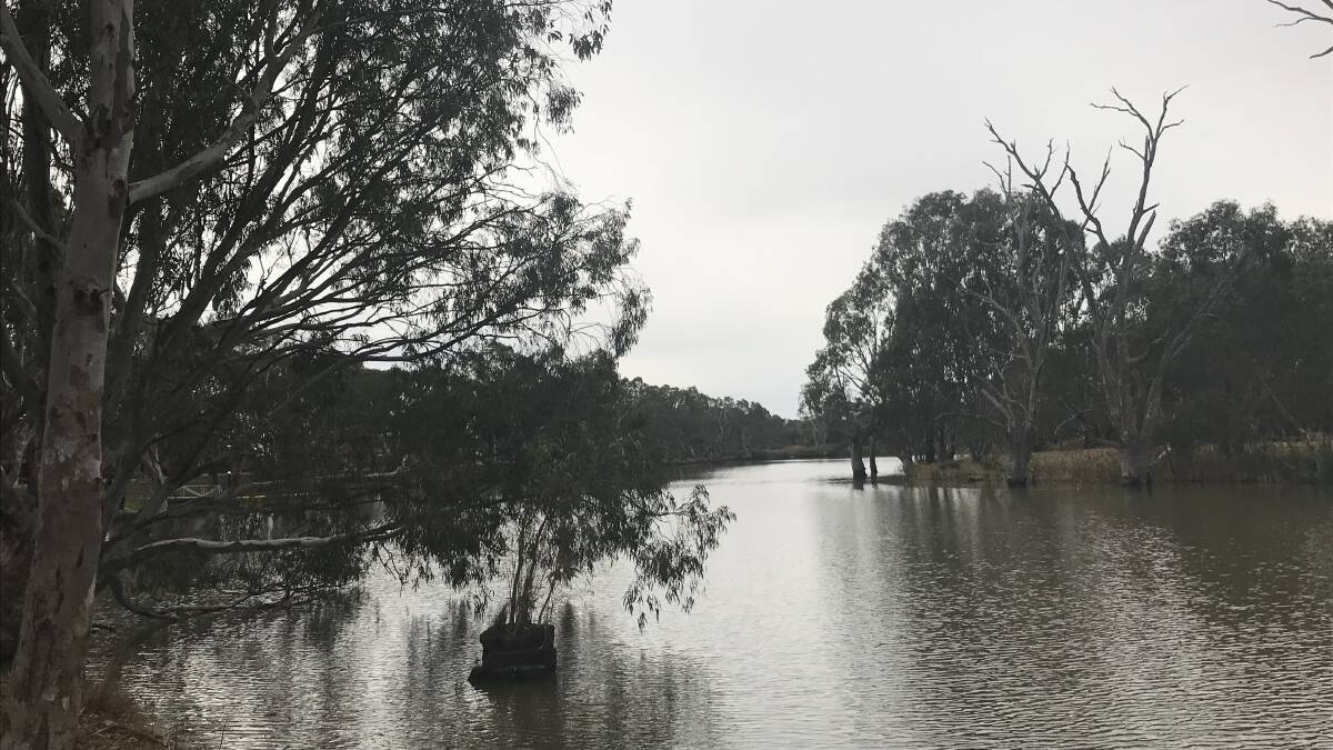 PEACEFUL: Grey skies loomed over the Wimmera River in Horsham on Sunday morning. 