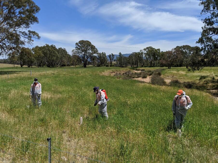 ENVIRONMENTAL: Wimmera CMA teams working as part of the Working for Victoria program. Picture: Supplied. 