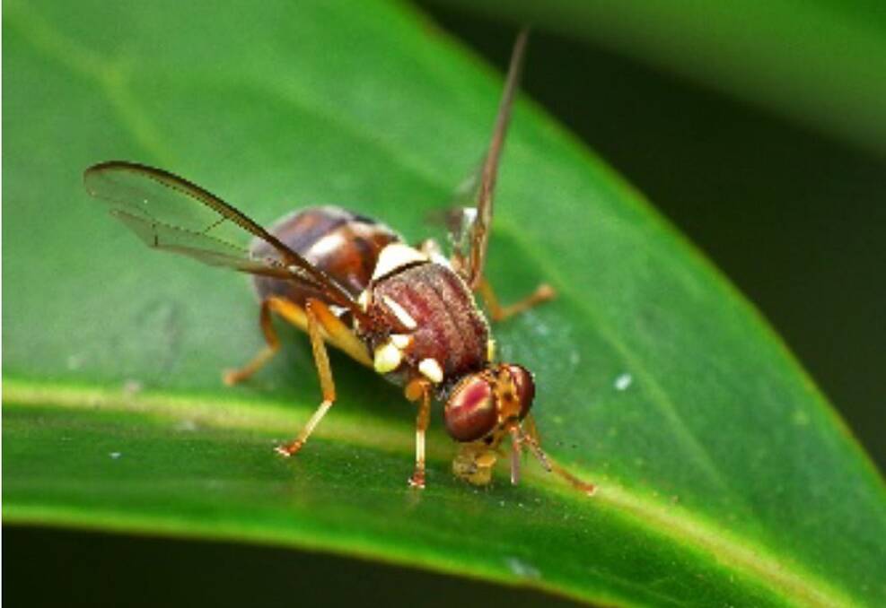 BUZZING ABOUT: Queensland fruit fly. Picture: Supplied