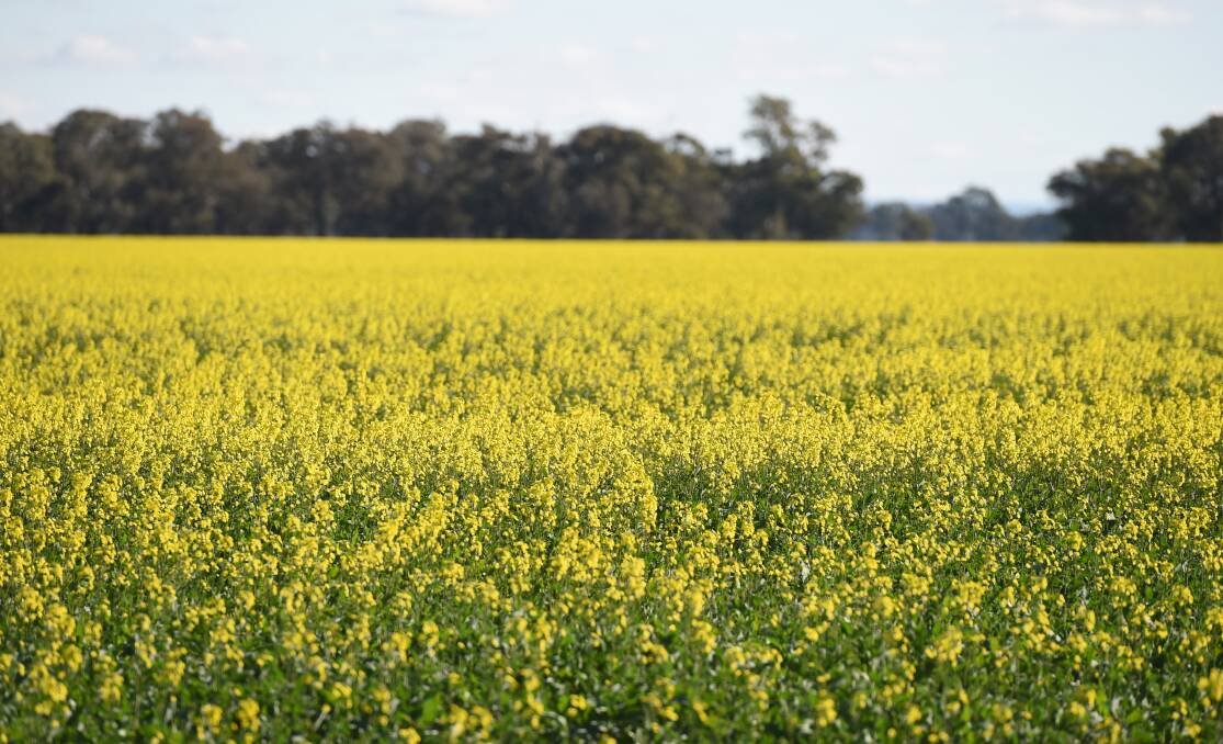 FUTURE FUNDS: The Australian Oilseeds Federation has received a funding grant from the federal government. Picture: JODIE DONNELLAN