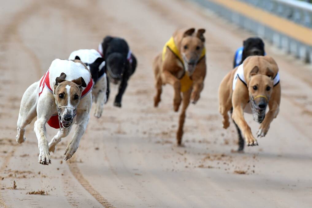 INNOVATION IN RACING: The new GPS technology tracks data such as acceleration rates, field position and interference. The data could help improve dog welfare in the future.