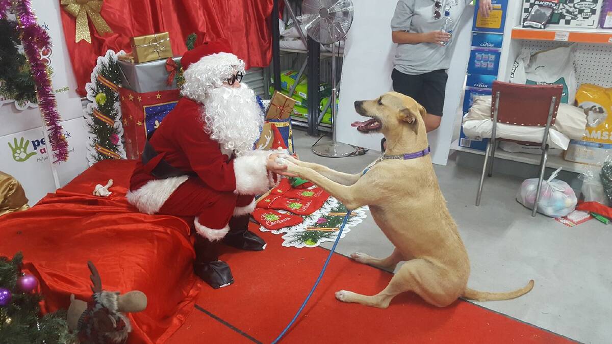 CHRISTMAS WISH: It is a mystery what this dog, named Henry, wants for Christmas ...
 but it could involve something along the lines of doggy treats.
