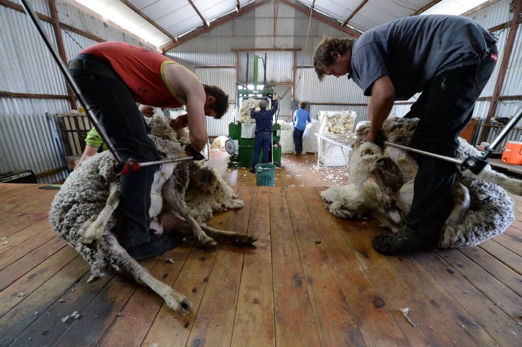 SHORTAGES: Ongoing labour shortages have caused Victorian shearers to be up to a month behind on work. 