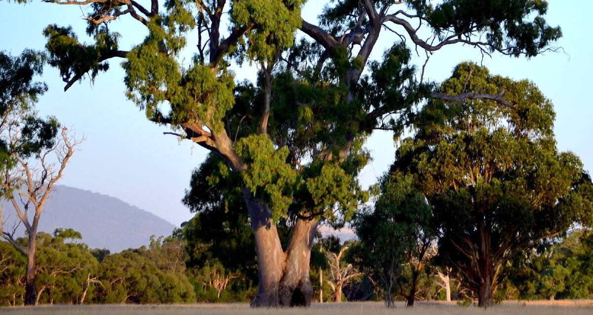 HERITAGE DISPUTE: One of the trees near Mount Langi Ghiran in the path of the highway duplication that has been a subject of debate over its Indigenous heritage.