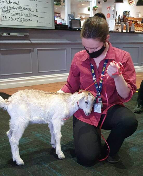Billy the goat and a staff member at the Horsham RSL on Thursday night. Picture: CONTRIBUTED