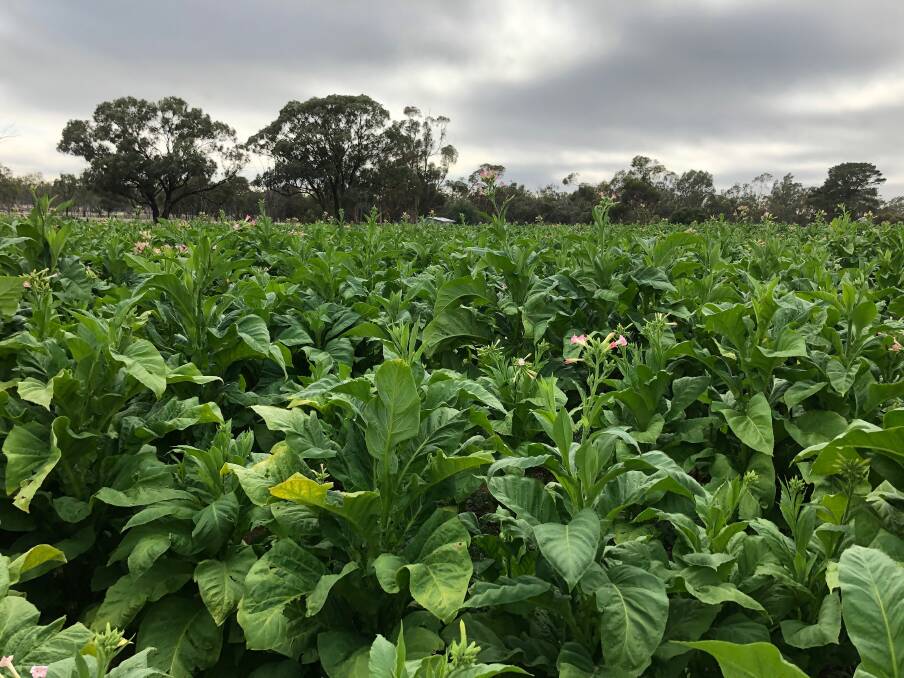 An illegal tobacco crop at Nhill. 
