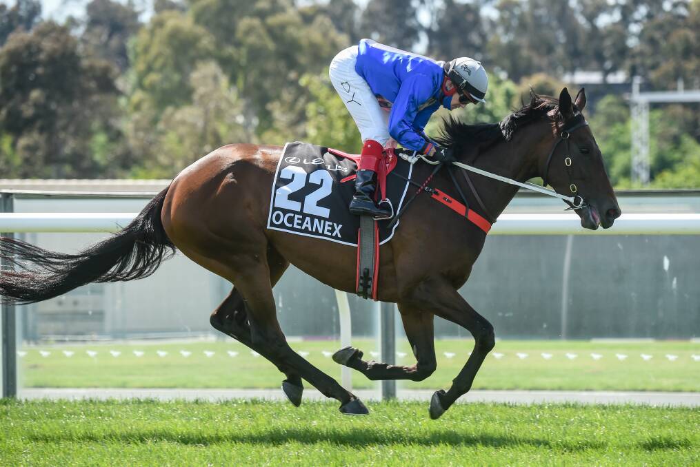 WELL RIDDEN: Dean Yendall aboard Oceanex prior to the Cup on Tuesday. Yendall said his horse ran "about as well as she could" on Tuesday, as it finished in 11th place. The Horsham jockey however lamented the lack of a crowd and atmosphere on Tuesday. Picture: RACING PHOTOS
