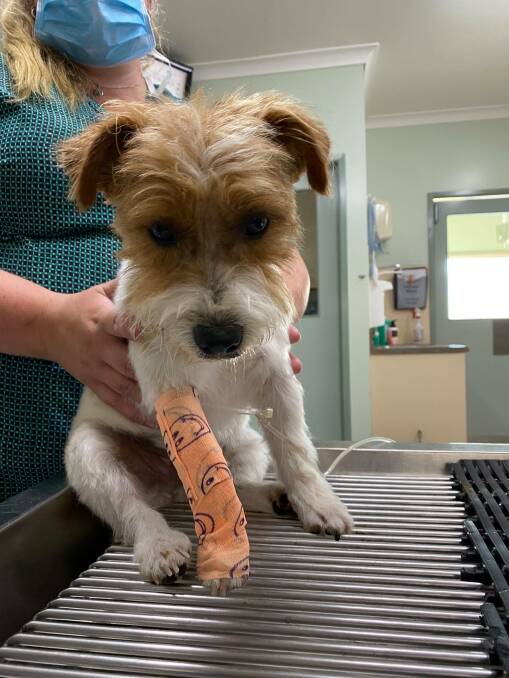 Dougie on the mend at the Horsham Vet. Picture: CONTRIBUTED
