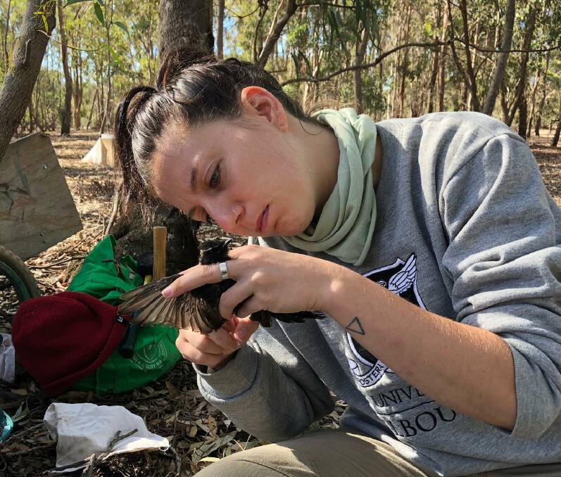 RESEARCH: Ashton Dickerson takes a close look at a willie wagtail during her research. Picture: CONTRIBUTED