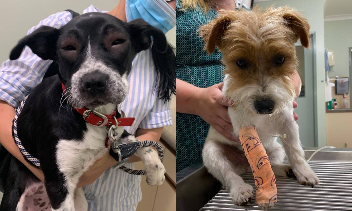 RECOVERING: Molly, left, was stung by a bee, and Dougie, right, was bitten by a snake recently. Pictures: CONTRIBUTED